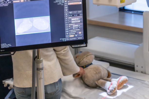Bamse som ligger på en benk og skal bli tatt røntgen av