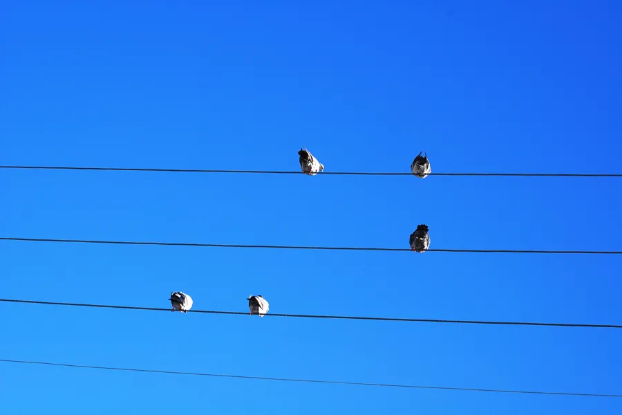 Fugler som sitter på kraftledninger