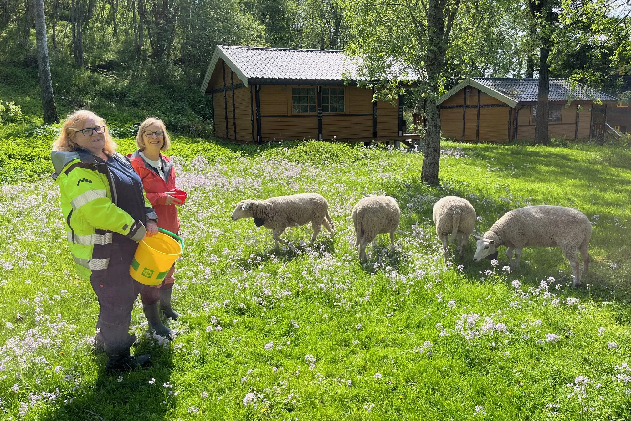 Et par barn med sauer på en eng