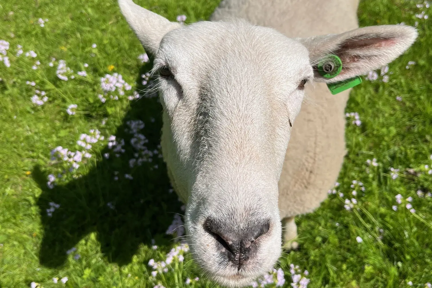 En sau med en grønn merkelapp på øret