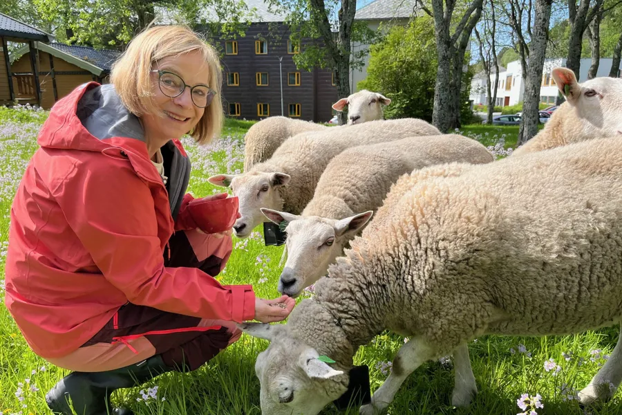 En person som klapper en sau