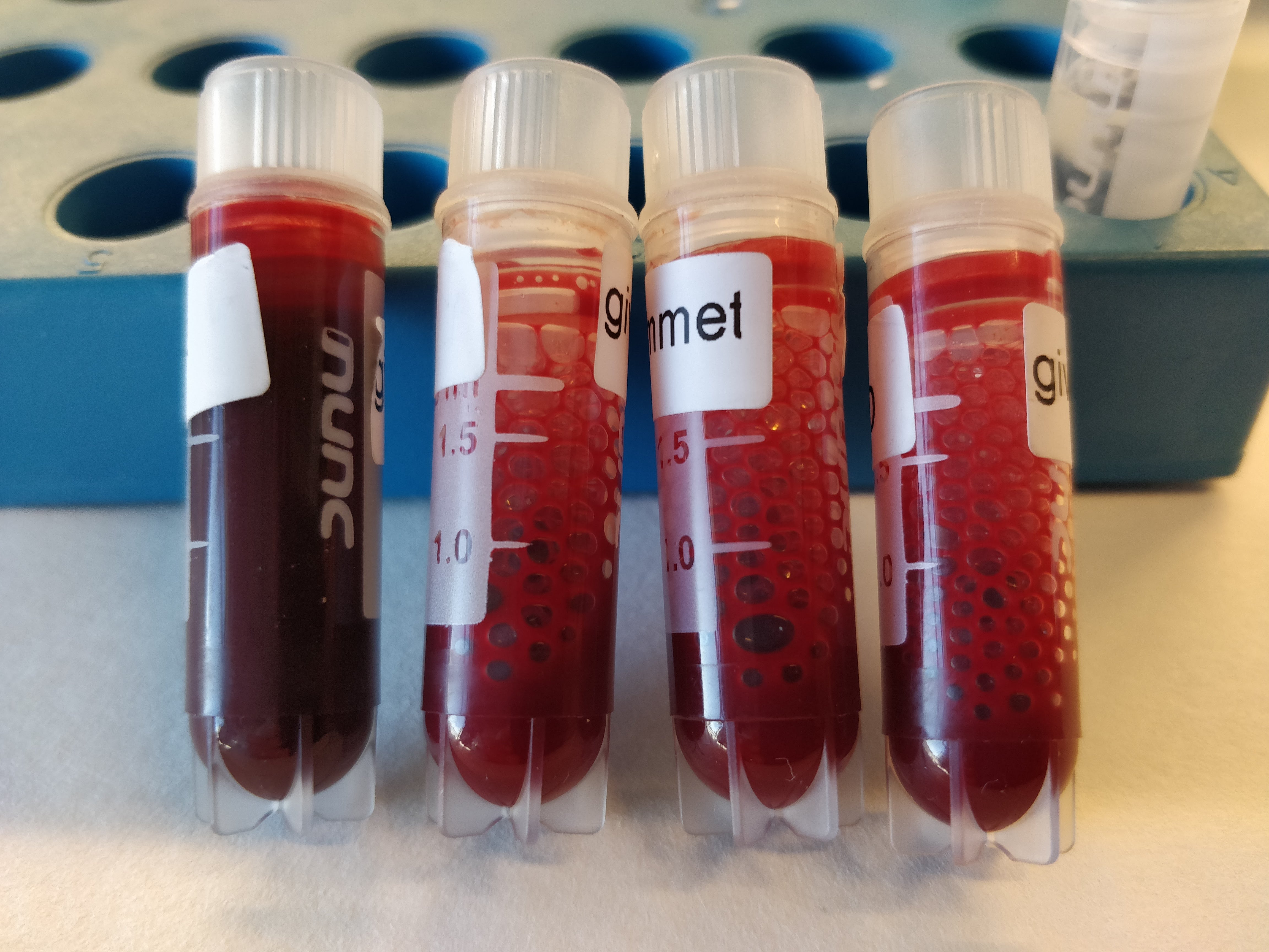 Fire reagensrør med blod