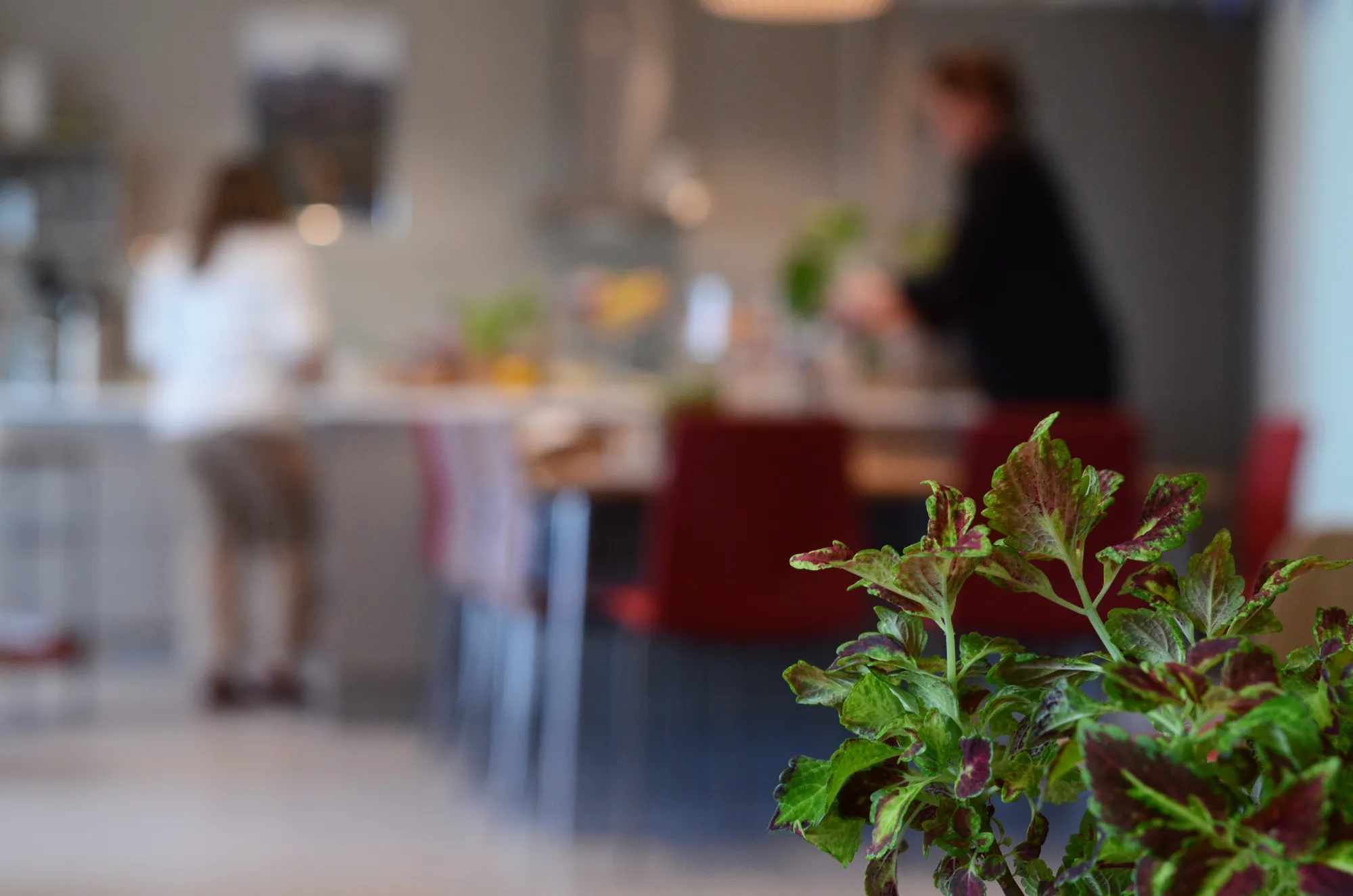 Et nærbilde av en plante