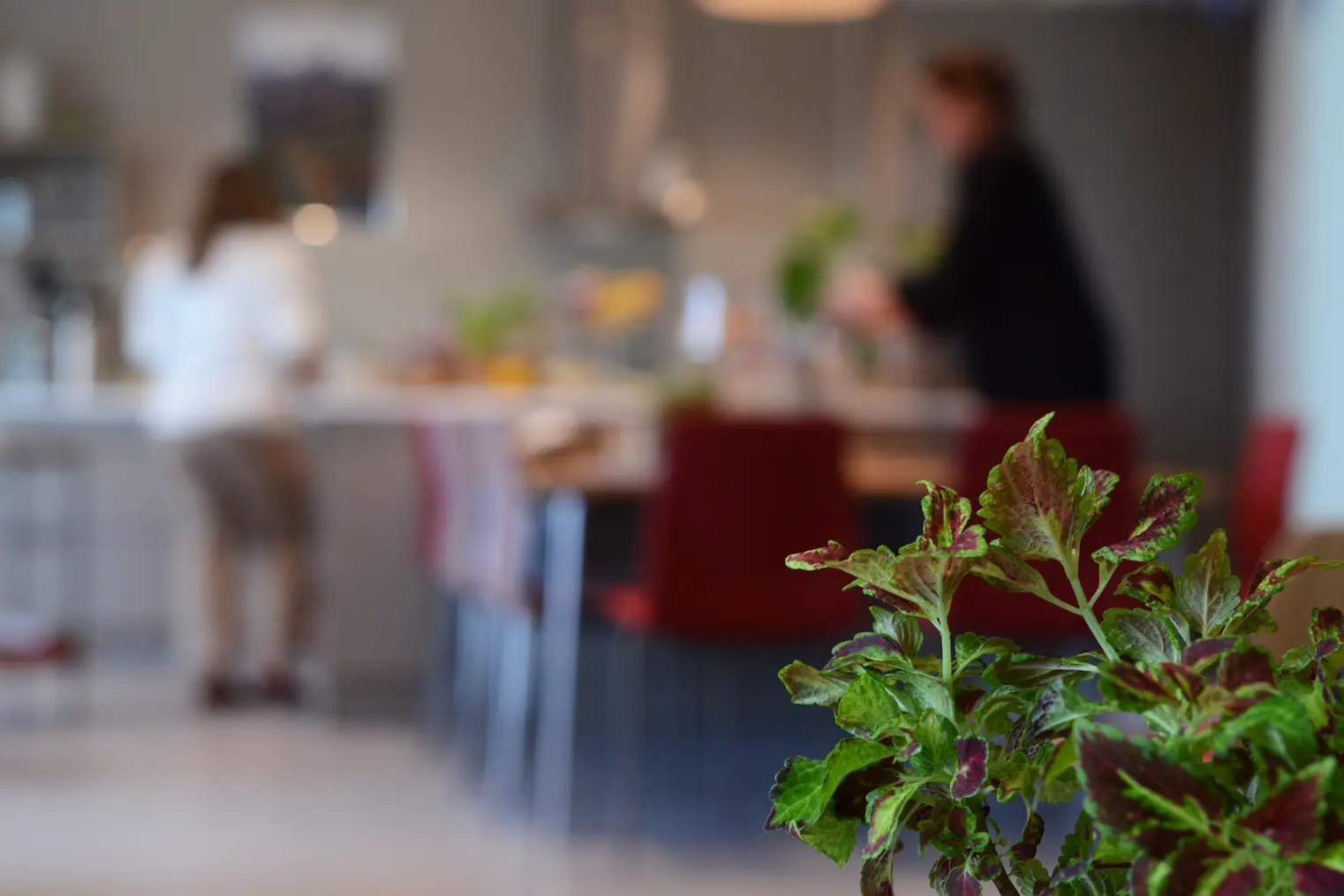 Et nærbilde av en plante