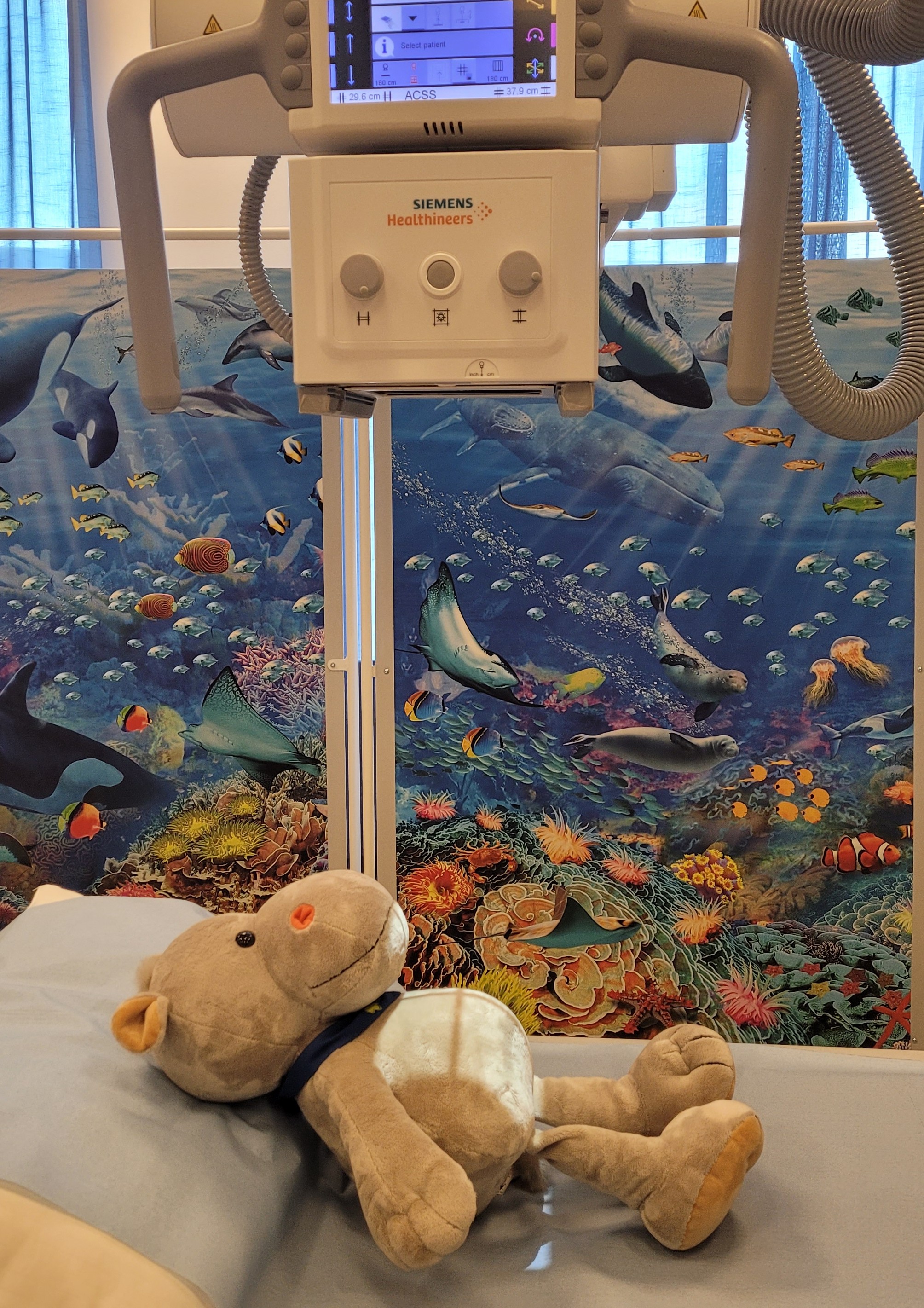 Et kosedyr som tar røntgen